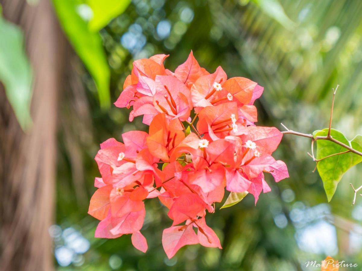 Residence Villas Les Hibiscus Las Terrenas Zewnętrze zdjęcie